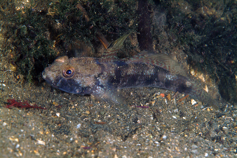 Gobius niger e Gobius roulei!!